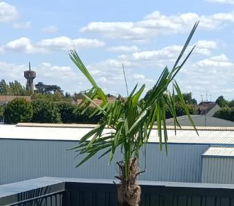 Fourniture et plantation palmier et pot