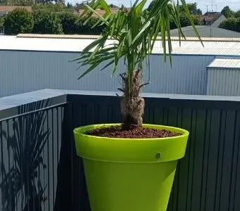Fourniture et plantation palmier et pot
